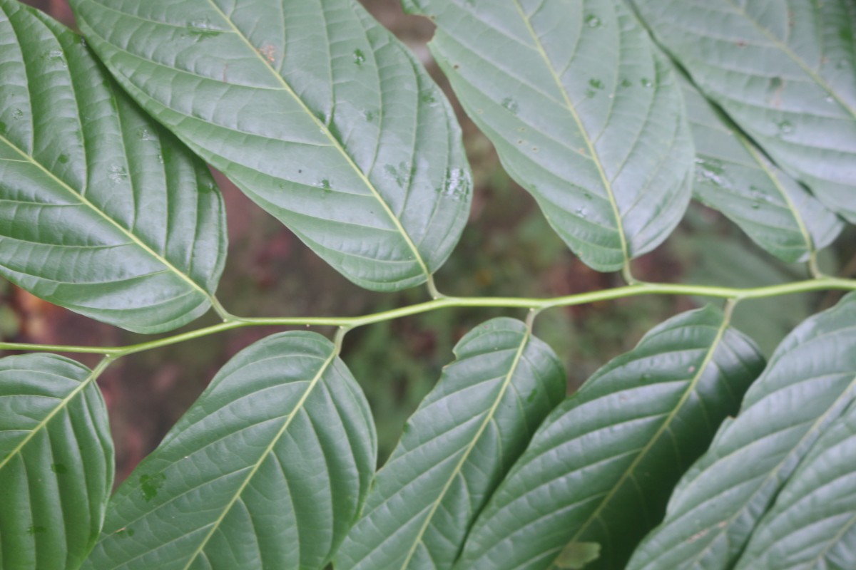 Cananga odorata (Lam.) Hook.f. & Thomson